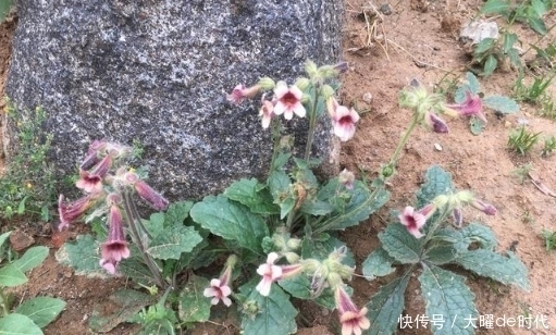 药草|农村常见的草药有哪些?我找到6种,看看你熟悉吗?