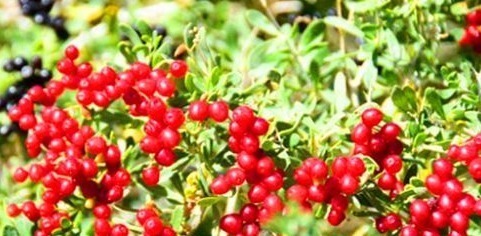 白刺果|会吃的人最健康,多吃的食物,排出毒素,美容养颜,改善肤质