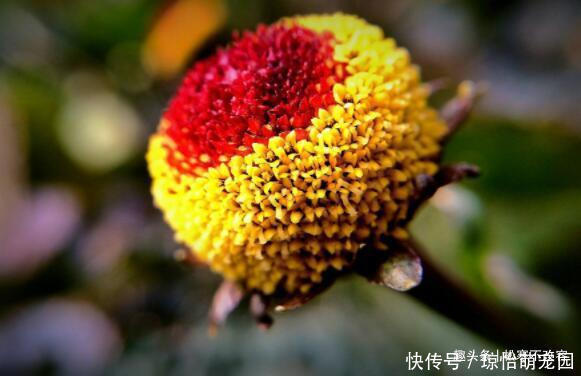 菊花|喜欢养花，就养这款，美观又大气，开花就成了花海