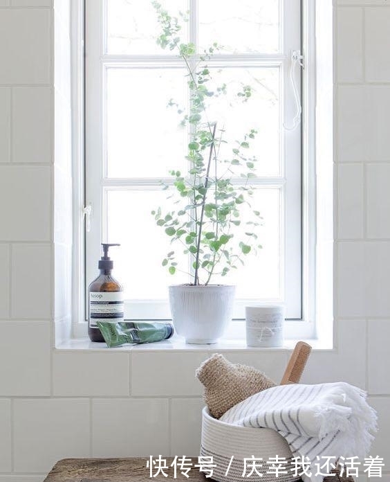 媳妇儿,你把卫生间都种成了花园,人家都不好意思在里面蹲坑了!