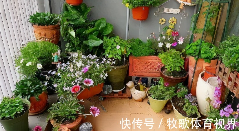 养这4种花不要太勤快,“懒养”更好活,值得新手尝试