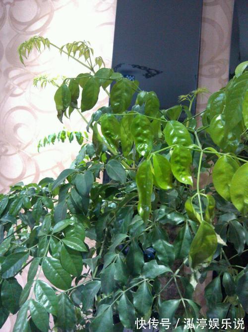 幸福树|幸福树盆栽,养护注意“4点”,新芽多,特别茂盛,还能养开花