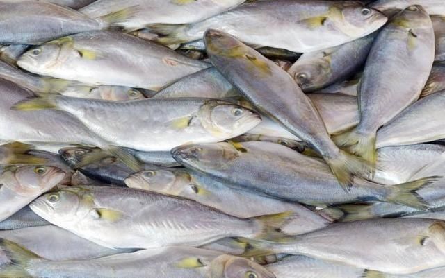 土豪|我国最美味的4种鱼,听说过的就很了不起,吃过两种以上都是土豪