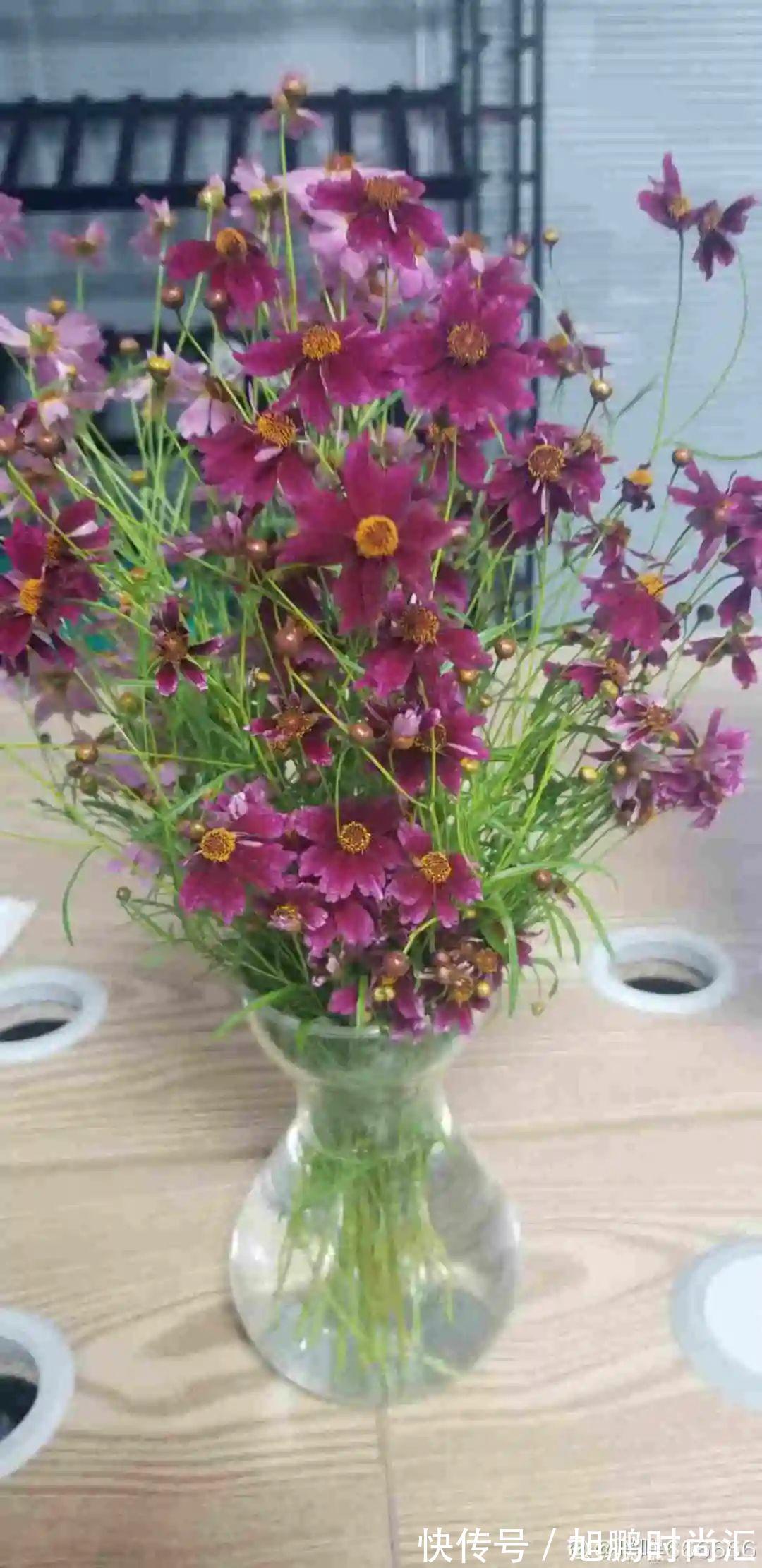 30种夏天花,热不死、晒不死,大半年都开花,还没病虫害