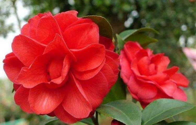 家养这些植物,阳台开出花海,长势好、花色艳,雍容华贵