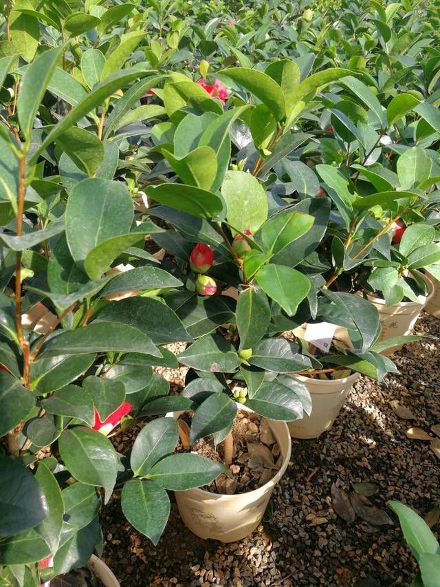 认识四季茶花,四季茶花的四季浇水和喷水技巧