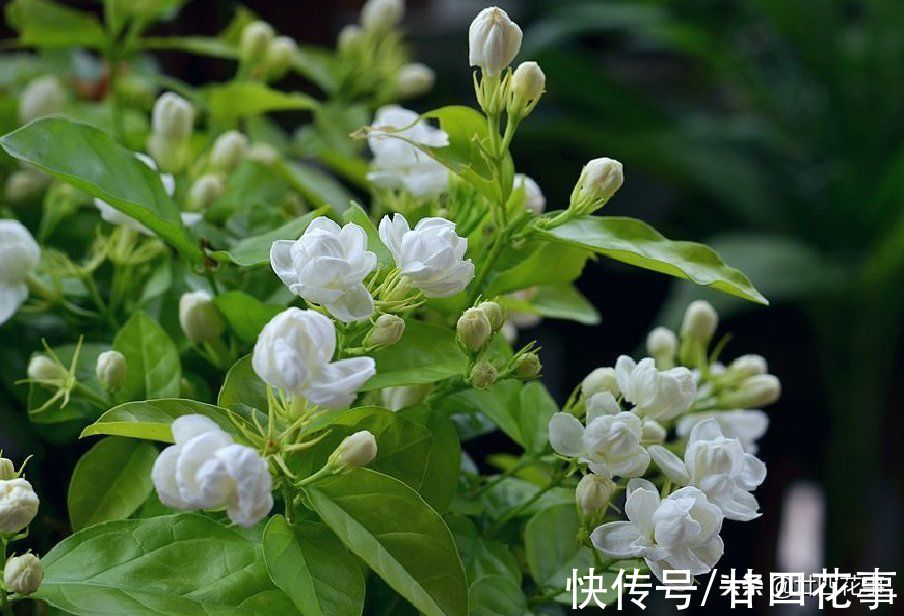 入冬后养茉莉，要“保守静养”，遵守2个规矩，不注意开春收空盆