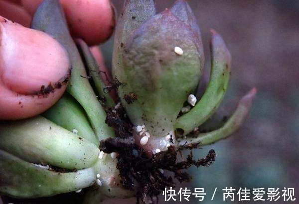 分泌物|养花小技巧：养多肉爱生蚧壳虫，几个方法都杀除干净