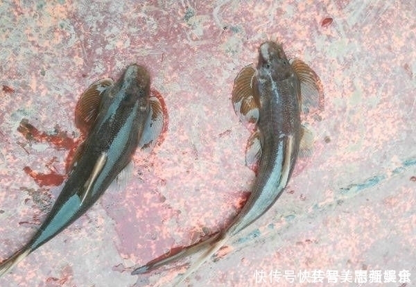 长江上游垂钓,偶遇了两位捕鱼人,于是便有幸见到了这种神奇的鱼