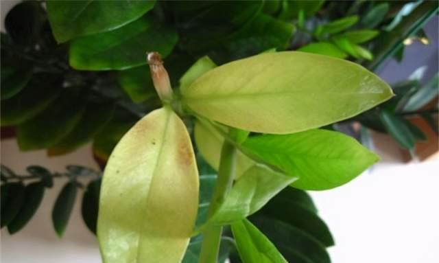 金钱树黄叶干瘪瘪?怎么办?3个表现,一一解决,满盆大新芽