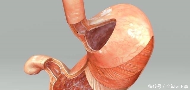 節(jié)食減肥|消化科醫(yī)生養(yǎng)胃很簡單，1種“零食”緊著吃，胃病繞著走