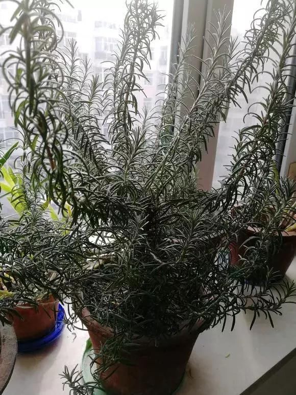 5种花蚊子“不喜欢”，好看还好养，是天然蚊香，值得多养几盆