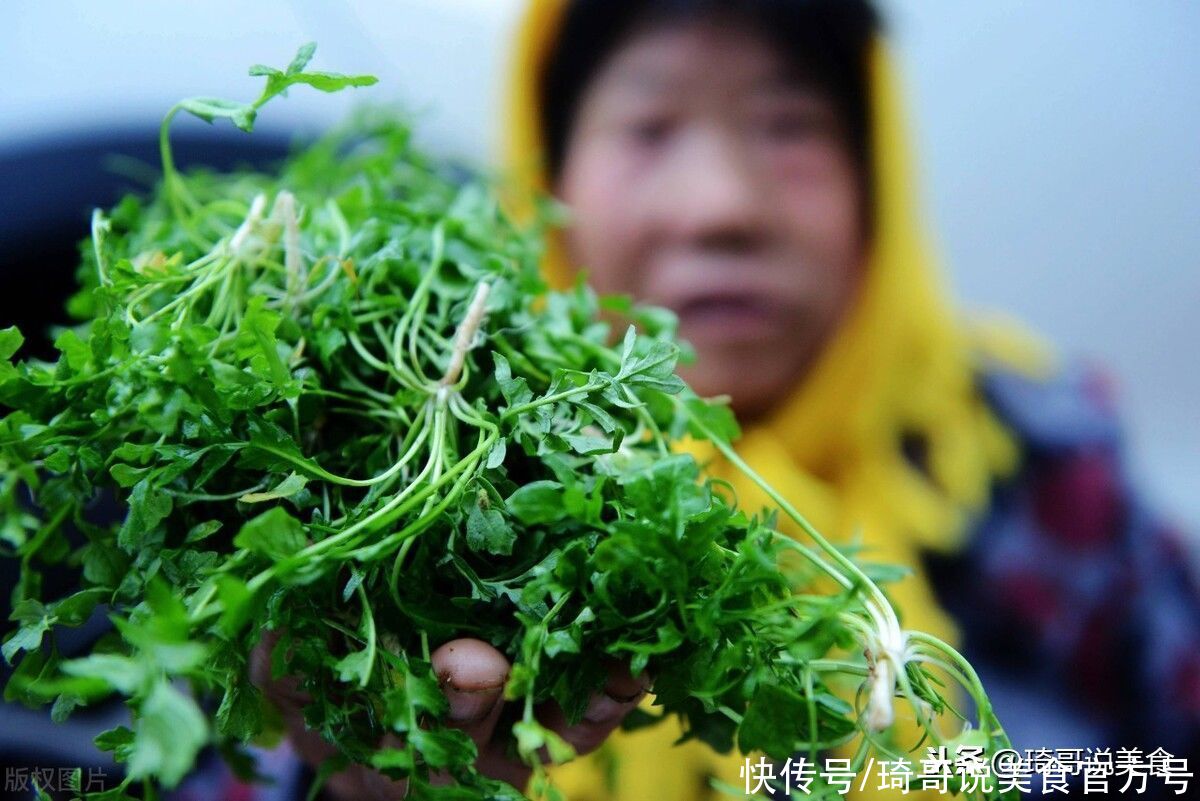  买荠菜时，要分清“小尖叶”和“大宽叶”，差别挺大，买错不好吃