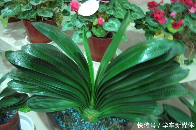 难怪养花“买一盆、死一盆”,简单3步操作,养啥旺啥,晋升高手!