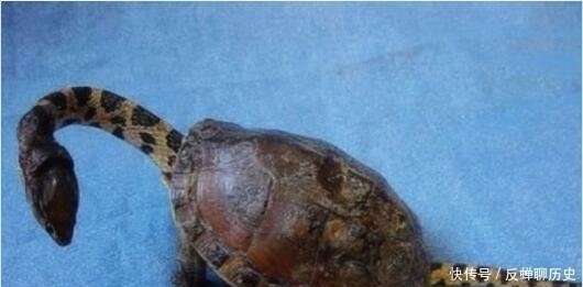 1979年发现的6000年前神秘的玄武提梁壶,解开了玄武存在之谜