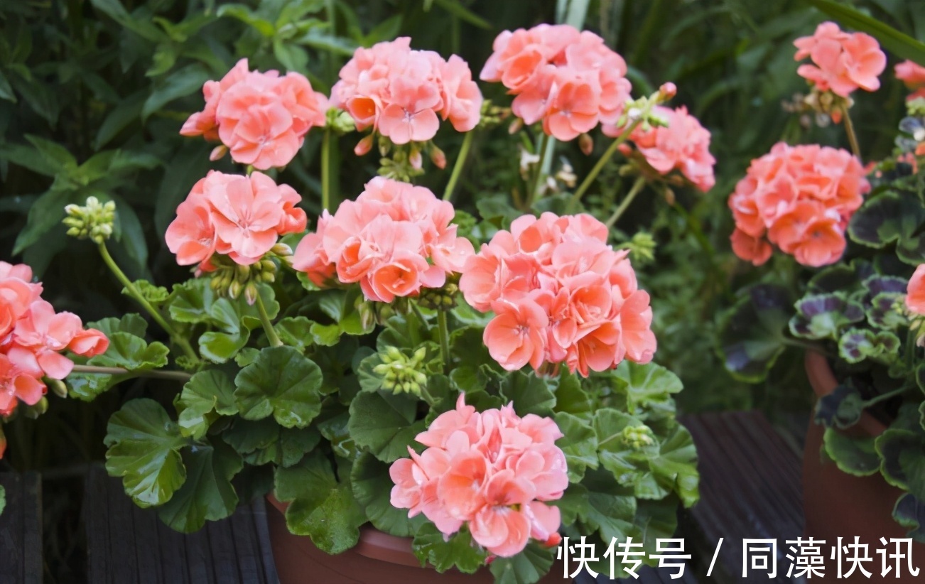 养花“贵精”不在多,养上这“3种”,谁看了都喜欢