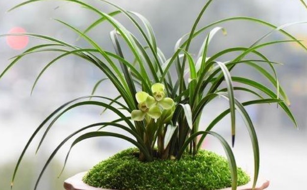 养兰花，不妨试试2种“料”，盆里放一点，叶绿、根壮、花爆盆