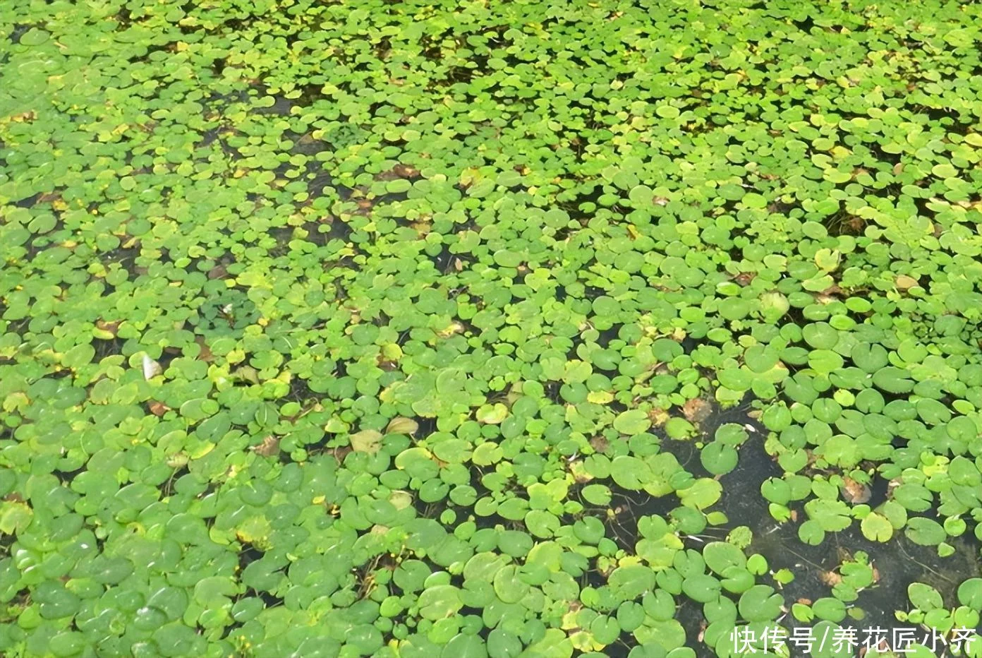 天下风物——《10种“流氓花”，养它的都“后悔”了，一棵就泛滥，铲都铲不完》风光题照