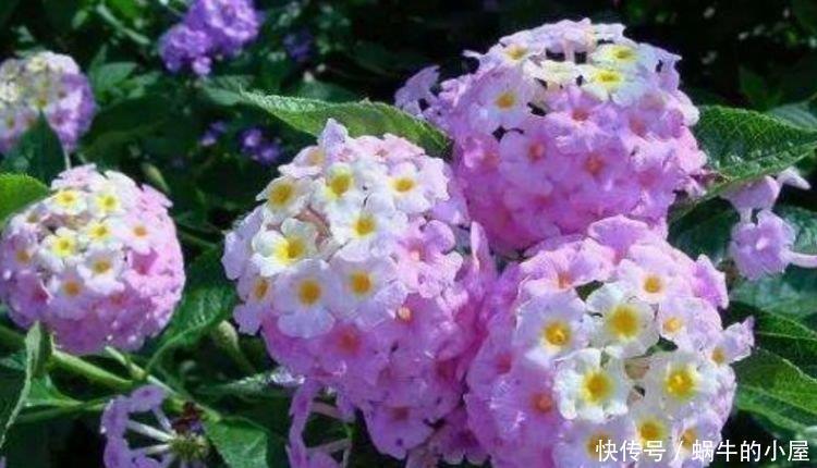 4种“漂亮花”，好打理易爆盆，花朵粉嫩丰腴，绚丽夺目