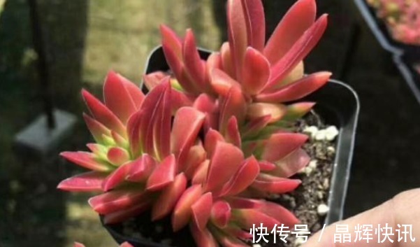 蓝紫光|多肉火祭时不时变绿,当你知道这些原因后,保证它又能火起来