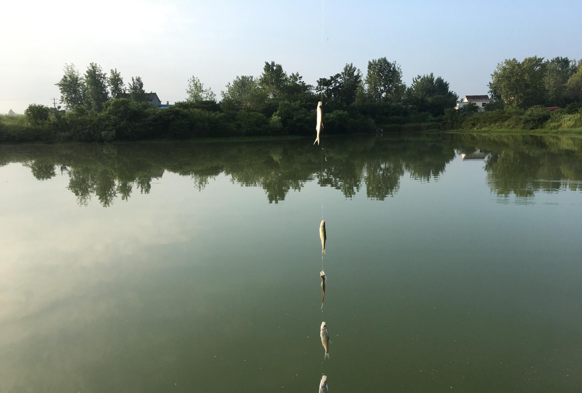 饵料|白条随便一点饵料就想糊弄我上鱼要想持久,就得这么干