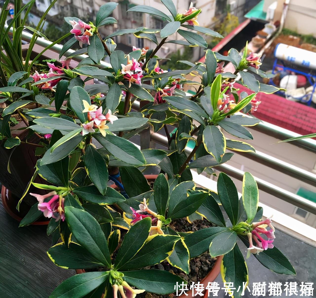 寓意|五种“吉祥花”,建议养一盆,不仅寓意好,还利于健康