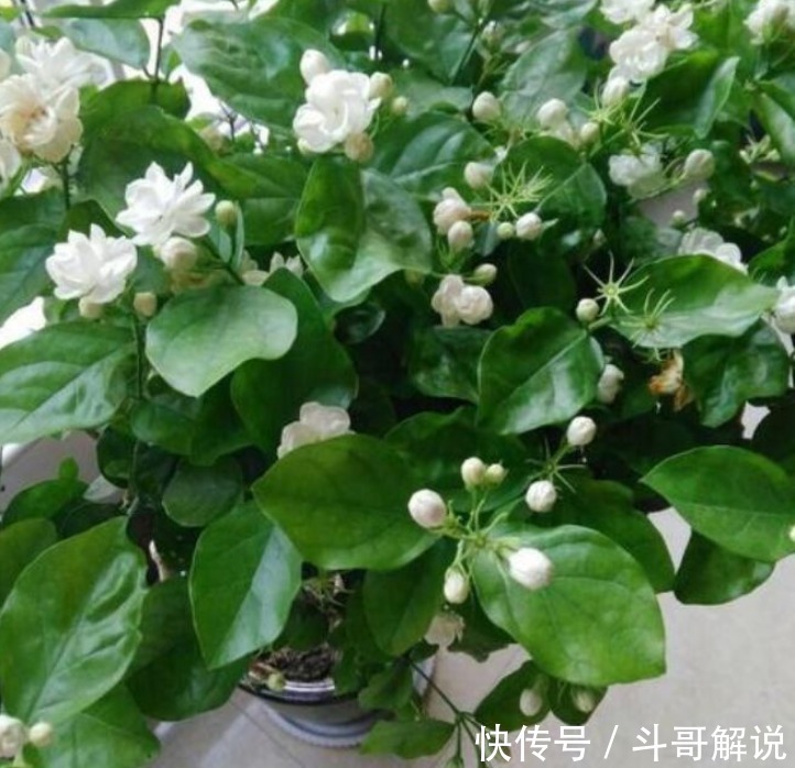 家里一定要养4种花，1盆顶“5盆”，好养又漂亮，满屋飘香！