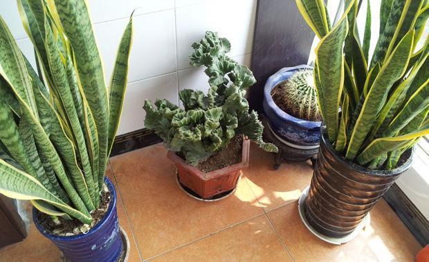 2种花,能让室内的“甲醛”减少,比“净化器”都有用,值得养!