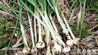 药材|农村一种野菜,经常被农民当蒜吃,不过是一种珍贵药材