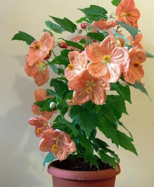 此款盆栽植物,全年都开花,花朵像红灯笼,养护容易,室内也能种