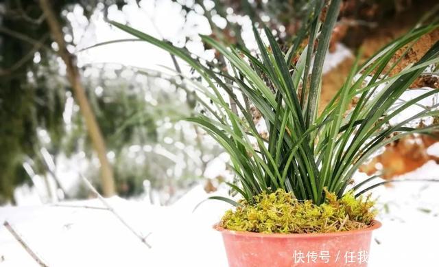 冬天养兰花,盆土结冰的怎么办两个操作一个必须