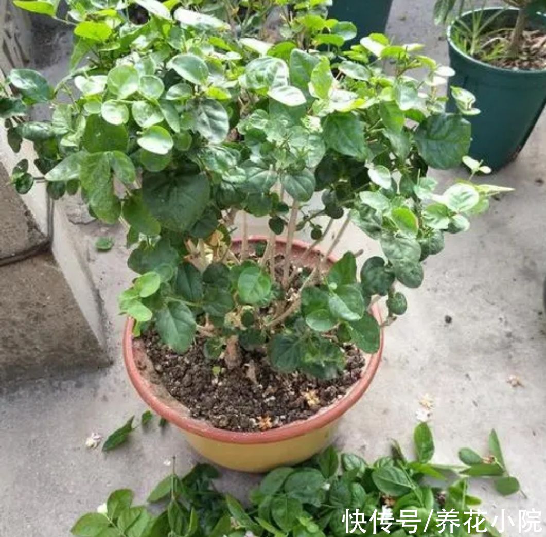 植株|四种“漂亮花”，春天“大修剪”，新芽长得壮，开花多