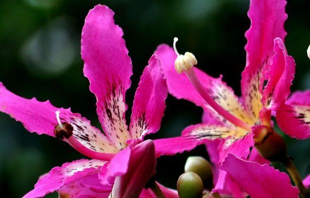 绿朝云|喜欢菊花，就养盆“优良名菊”绿朝云，花似惊鸿起舞，碧绿如翠