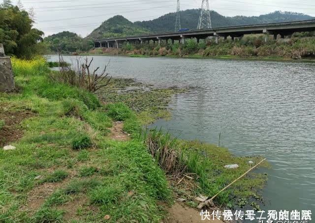 浅水|一到中午就停口该怎么办？频繁补窝是下策，教你一招打开鱼口