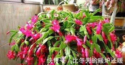 花友|养花土太硬1种“液体”浇盆里!铲不动的土壤,10分钟后变松软