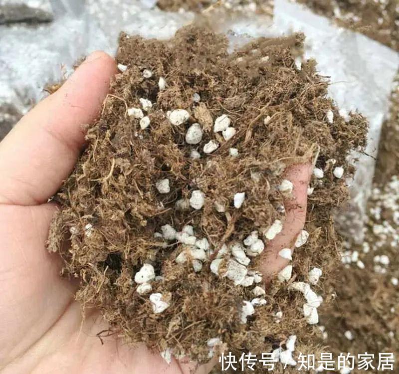 养花要用好土真能事半功倍，自己配的营养土，能让植物快速生长