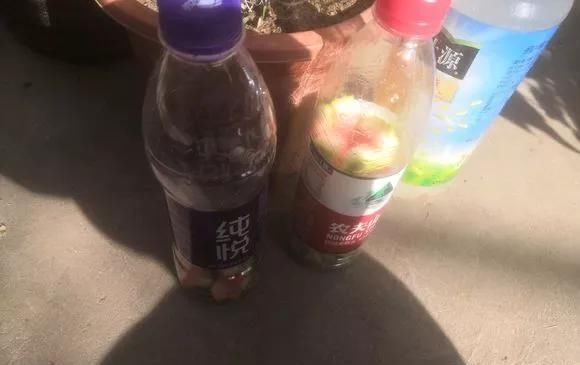 橘子皮|2斤西瓜皮丢桶里,加点水,不黄叶不烂根,花一开100朵