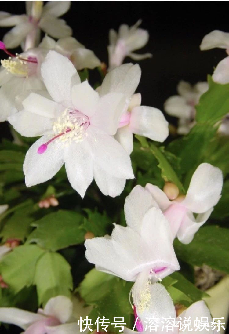 花盆|养盆栽蟹爪兰掌握10点就足够，看完就知道为啥叶子干瘪、不开花