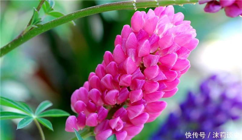 4种耐阴花，没有阳光也能生长健壮，开花多多，非常好养