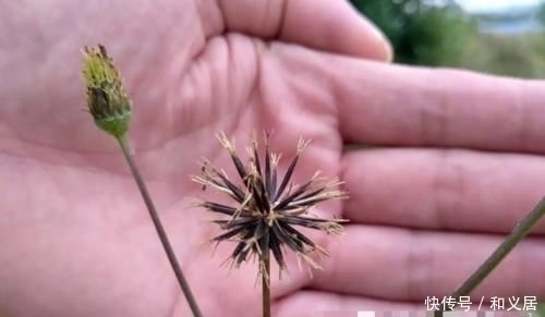 拔掉|因果实原因,常被拔掉,殊不知此为“鬼见愁”,极为珍贵