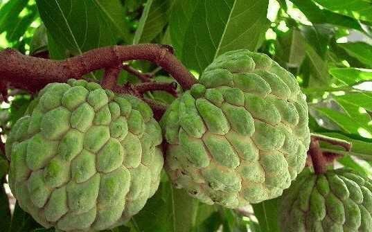 海巴戟|4种少见的水果,我只吃过第一种和第三种,全部都吃过的就厉害了