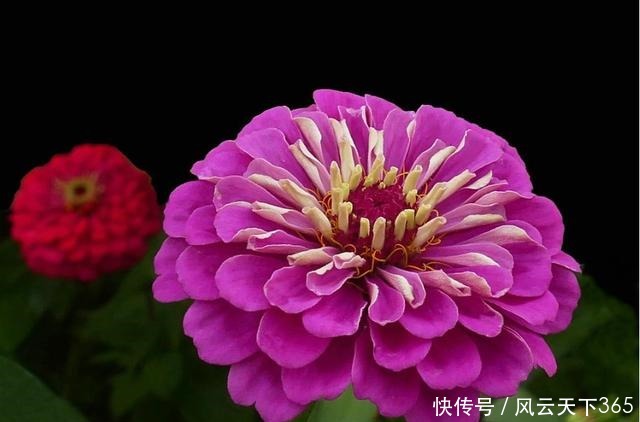 漂亮|夏天养花就养此3种,好养易活开花漂亮,夏天也能养出小花园