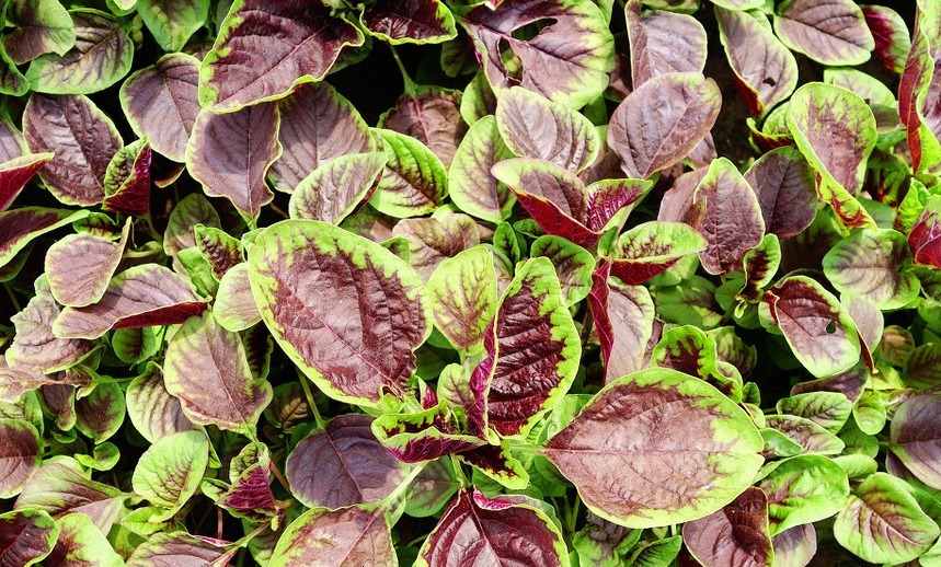 长寿菜|好吃又补血的长寿菜，改良后的品种，更容易种了，赶紧试试