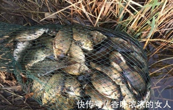 窝子|野钓难得一遇的“奇遇”半斤大鲫鱼排队咬钩,抓住机会你也行