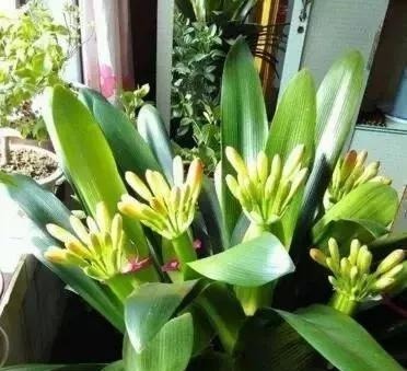 客厅养上“3种花”，大气又美观，关键“旺财又养人”，值得养2盆