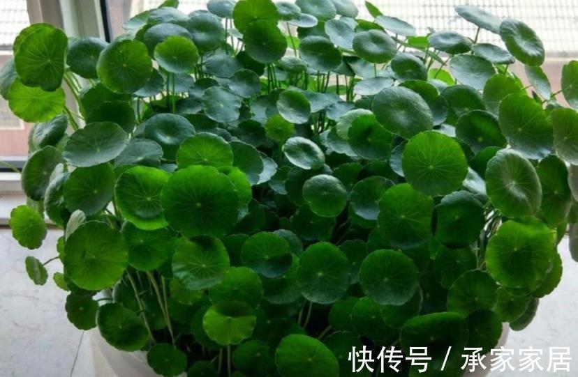 推荐8款寓意好的植物,客厅养一盆,皮实好养还有好兆头