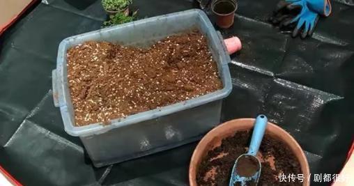 坏毛病|花草总养不活?全赖园艺新人惯成了这些“坏毛病”