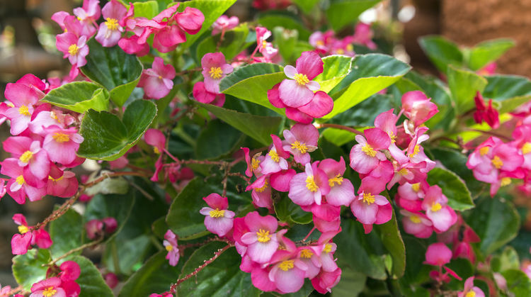 花期|3种“懒人”花，开花漂亮花期长，不用多管，家里养出一个小花园