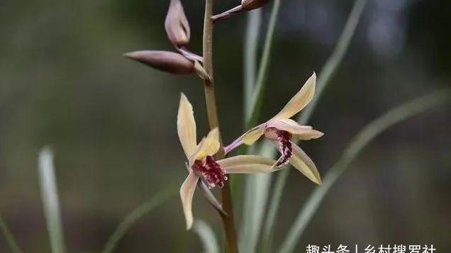 兰花通风的真正作用，烂根、腐苗、花苞霉变，都与之有关