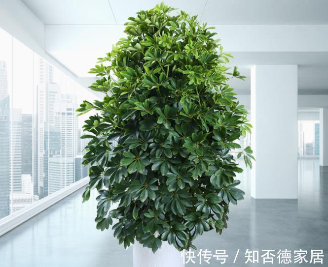 花友|5种可以净化空气的花，一次养十盆都不嫌多，清新好看有益健康